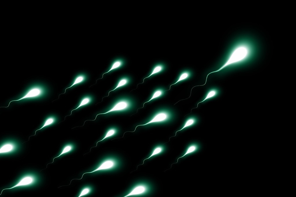 sperm race