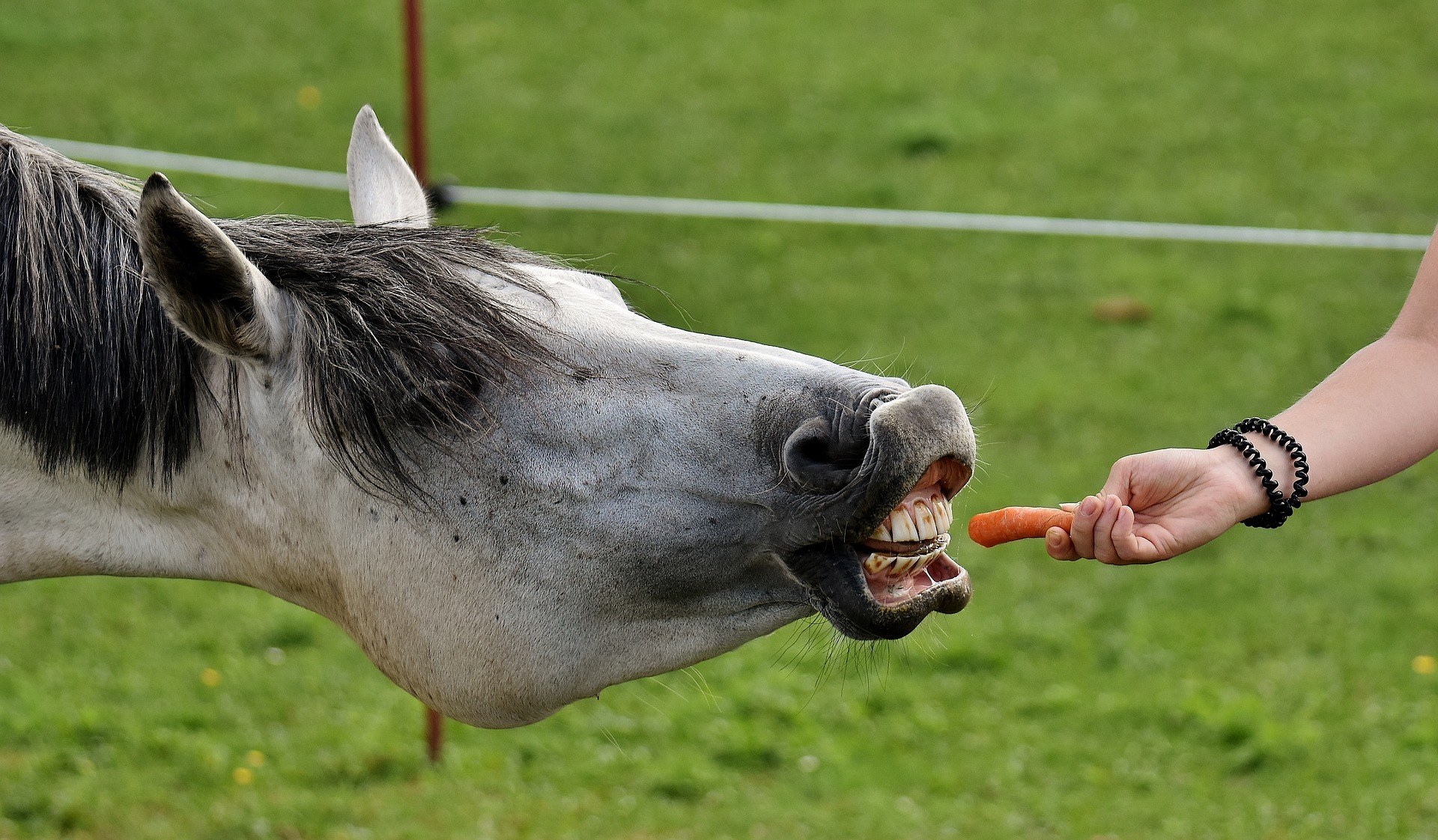 donkey secrets of manifesting money