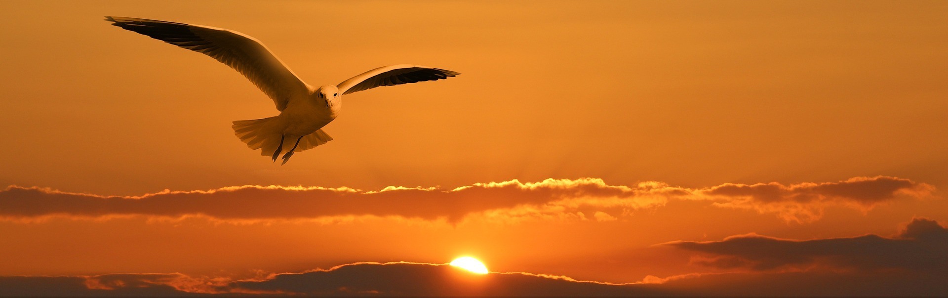 bird flying